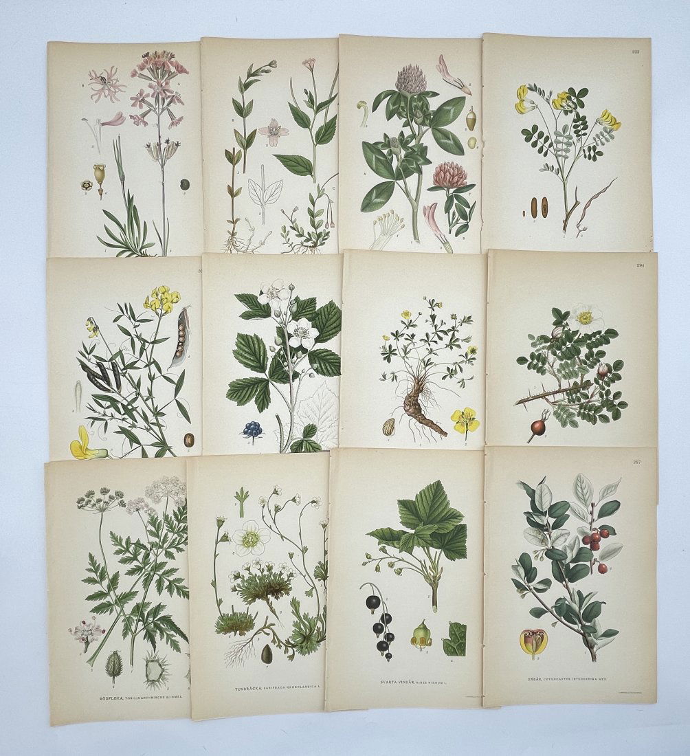 Carl Axel Magnus Lindman (1815 - 1928) - Antique Flower Print - Common hazel: Carl Axel Magnus Lindman (1815 - 1928). Set of 12 Prints. Botanical print brings you a lovely piece of artwork that dates back to the 1920s. Drawing by Carl Axel Magnus Lindman the artwork showcases a