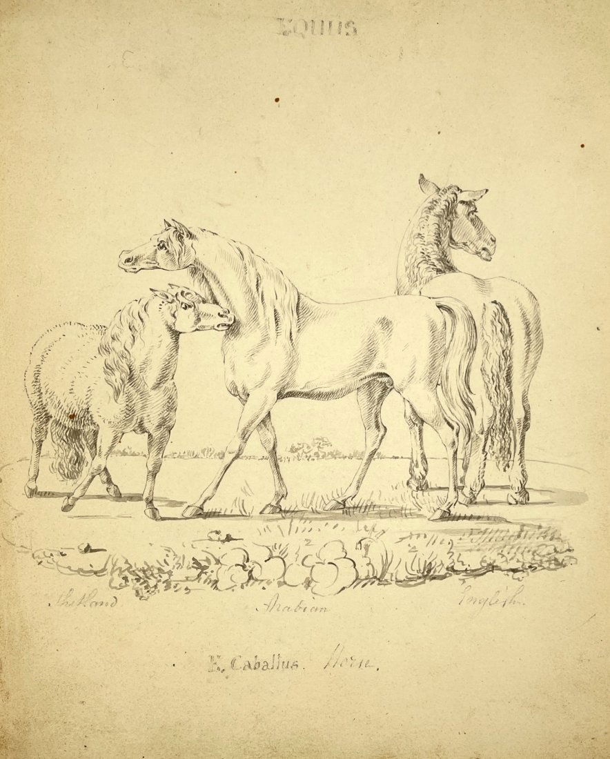 Antique Drawing - Animal - Biology - Horse - Equidae family - Odd-toed Ungulates (1 of 3)