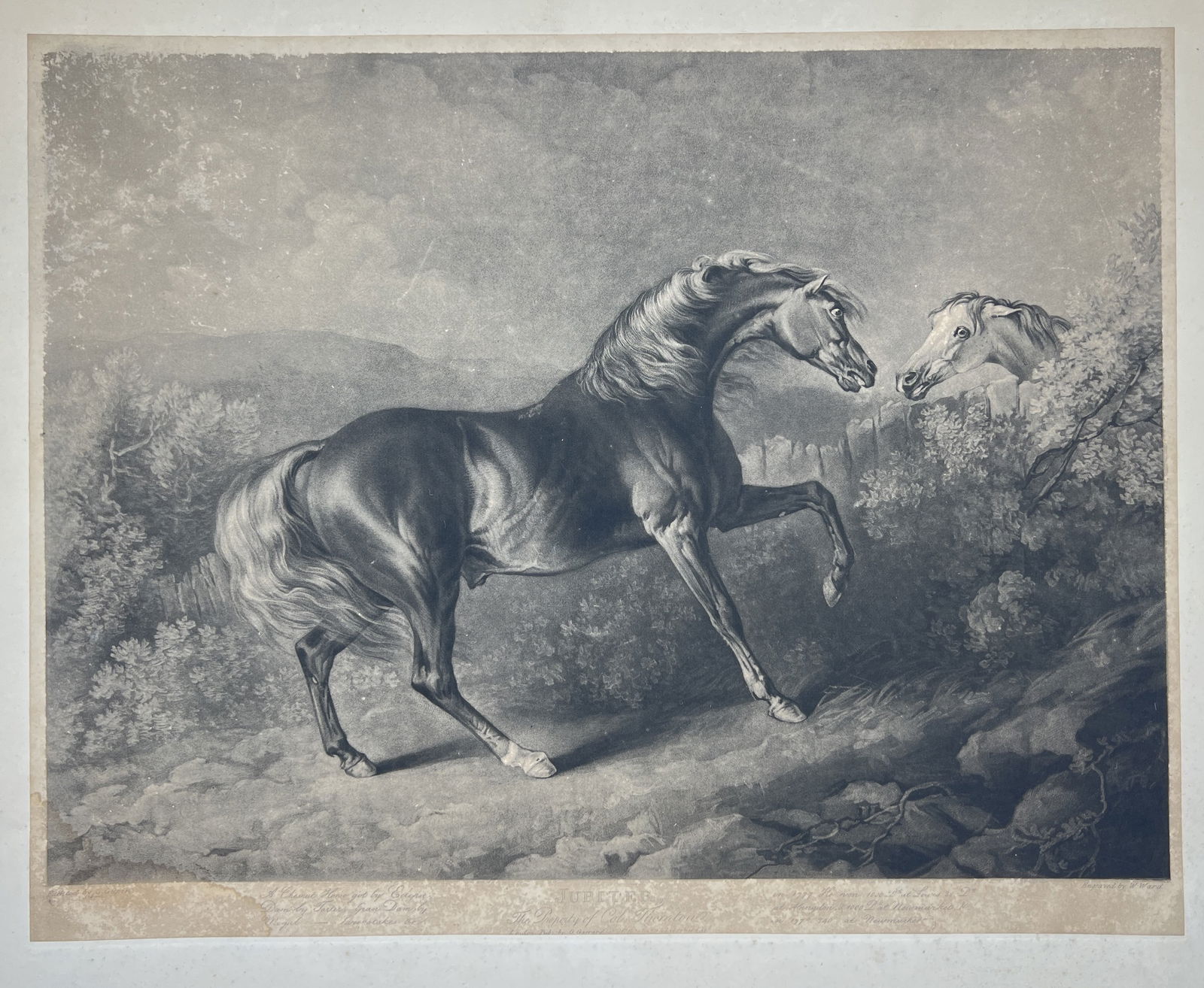 Antique Mezzotint - Horse Print - Jupiter - 19th Century: Mezzotint with some etching 'Jupiter' by William Ward after George Garrard depicts a racehorse in profile to right in a field at dusk, left foreleg raised, looking at another horse which leans its hea