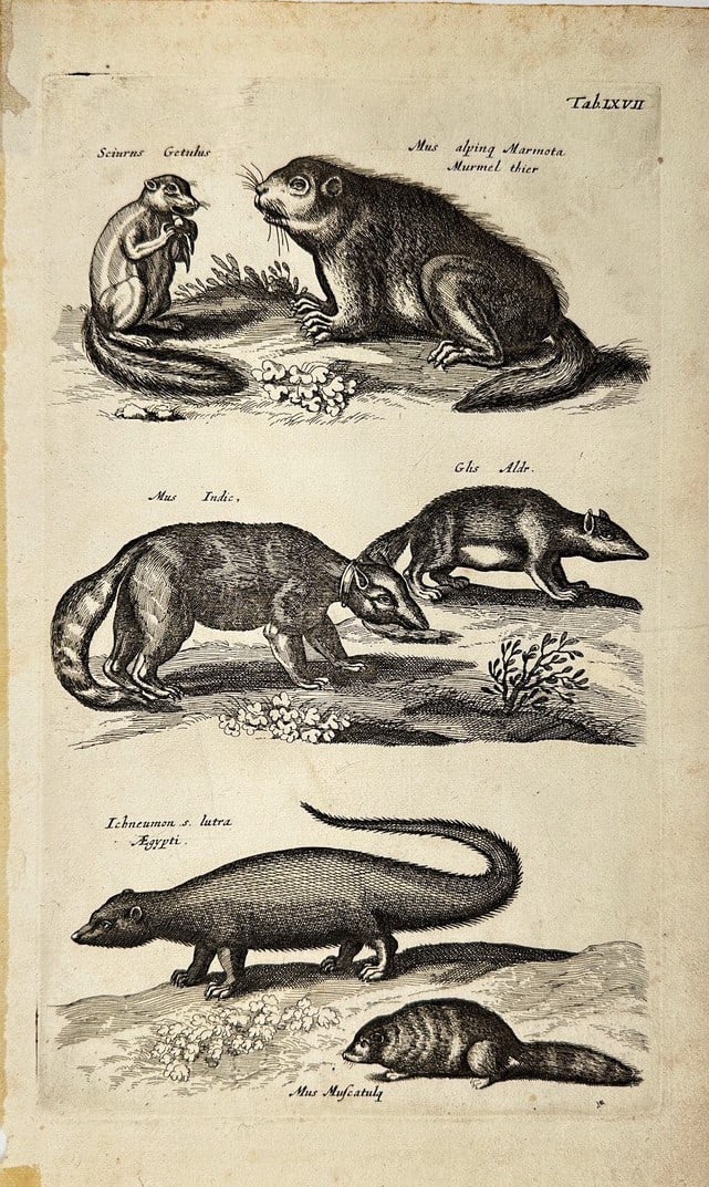 Original Engraving - Grin Age - Marmota Murmelthier - Mus alpinæ - John Johnston (1 of 2)