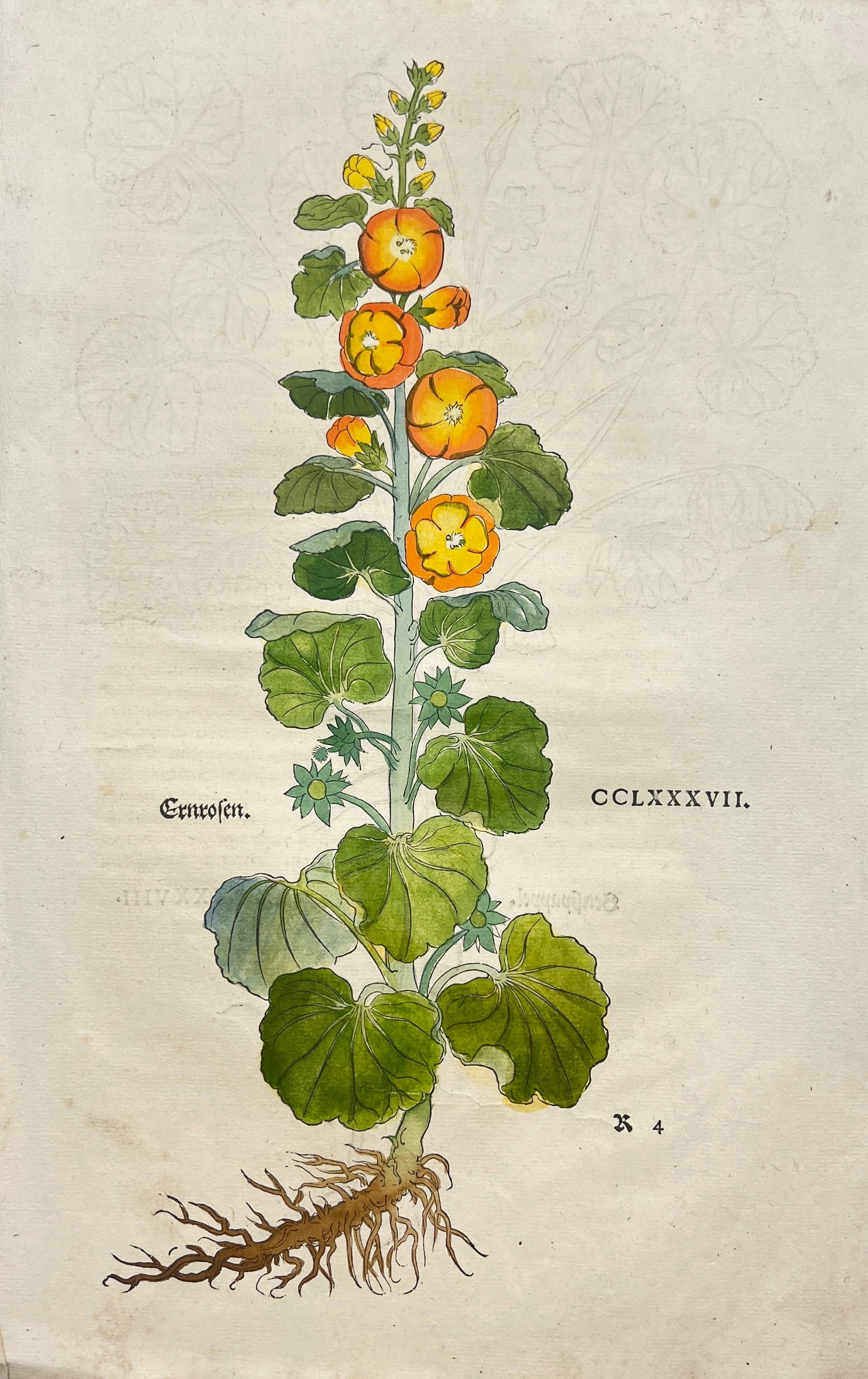 Frederick G. Meyer - Botanical woodcut from "The Great Herbal of Leonhart Fuchs..." - Malva: 16th century, hand-coloured botanical woodcut from "Leonhart Fuchs book of herbs: De Historia Stirpium Commentarii Insignes" published in Basel in 1542. Size: 24 cm x 37 cm