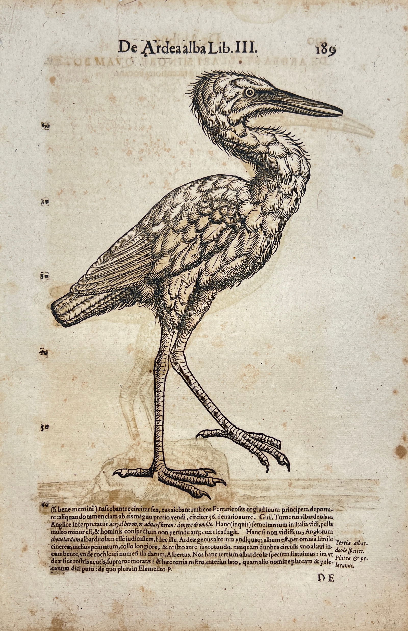 Conrad Gessner (1516–1565) - Historia animalium - Bird Print - Great egret or common egret, Ardea (1 of 2)