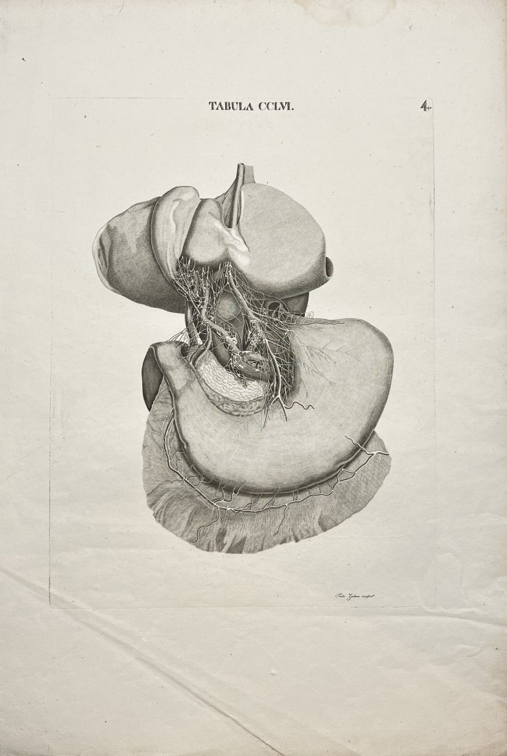 Marco Antonio Caldani (1725–1813) - Anatomy Engraving - Vascularization of intra-abdominal organs: This engraved anatomy plate originates from work ”Icones anatomicae; Iconum anatomicarum explicatio” created by Leopoldo Marco Antonio Caldani (1725-1813) and Floriano Caldani (1772-1836),