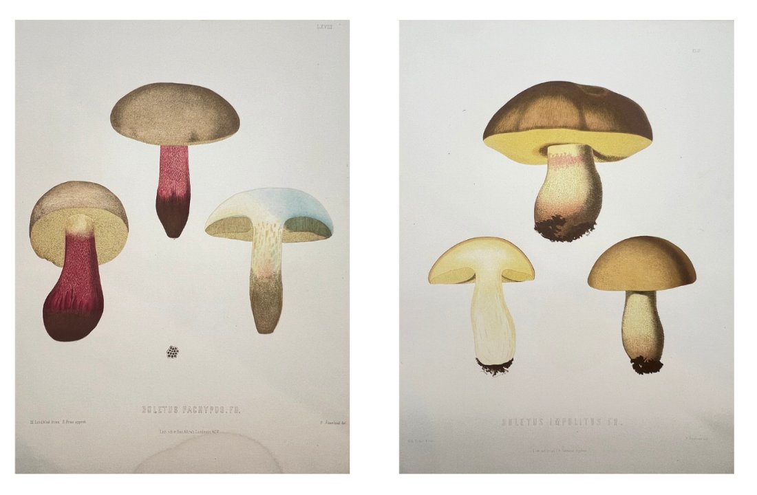 Edible and Poisonous Mushrooms of Sweden - Boletus Pachypus Fr., Boletus Impolitus Fr. (1 of 1)