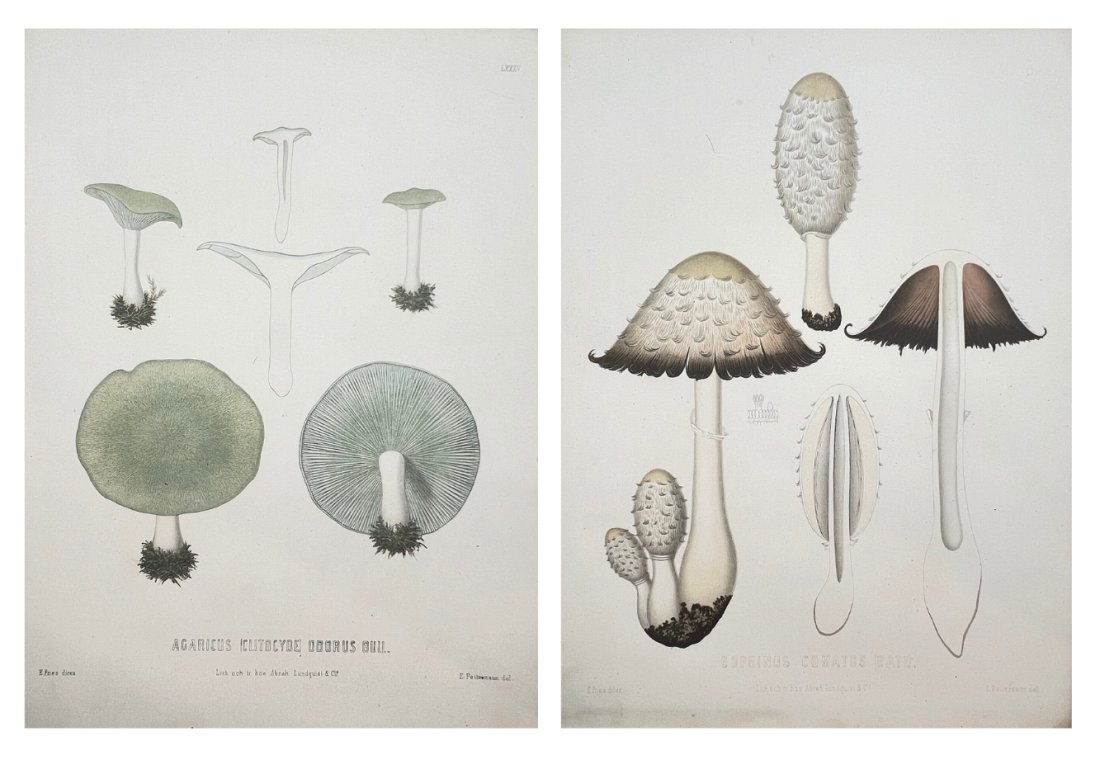 Edible and Poisonous Mushrooms of Sweden - Coprinus Comatus (1 of 1)