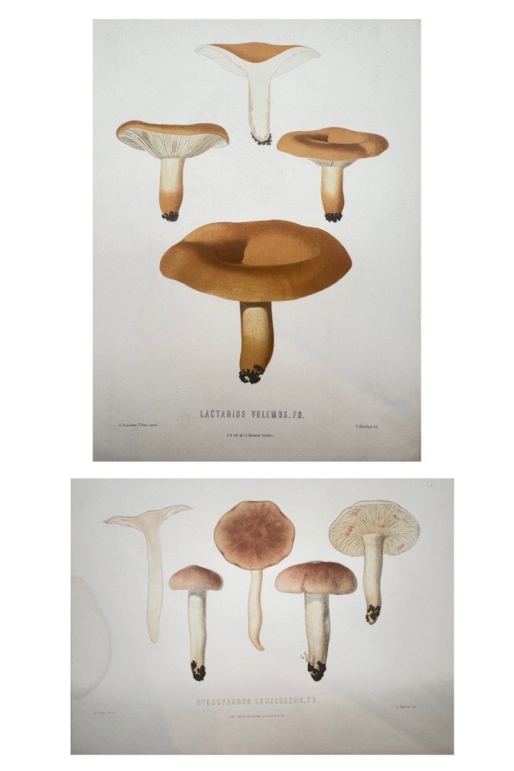 Edible and Poisonous Mushrooms of Sweden - Lactarius Volemus. Fr. , Hygrophorus Erubescens. Fr. (1 of 1)
