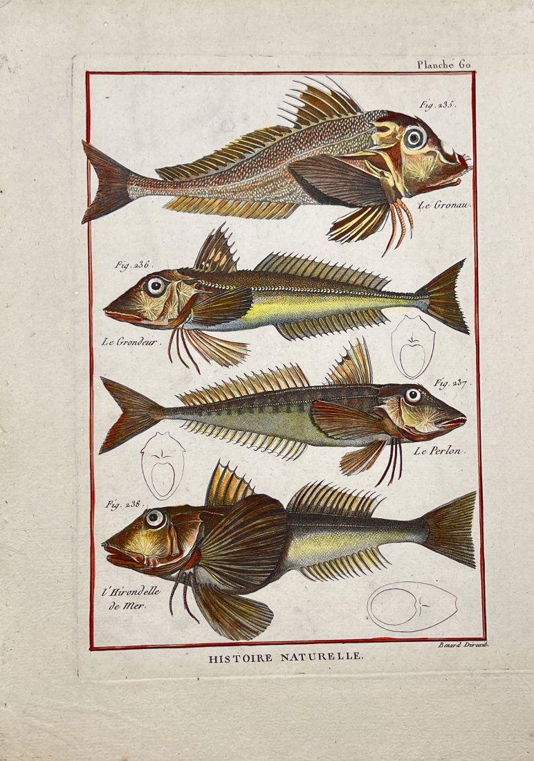 Robert Benard (1734-1777) - Fish Print - Varieties of Gurnard (1 of 2)