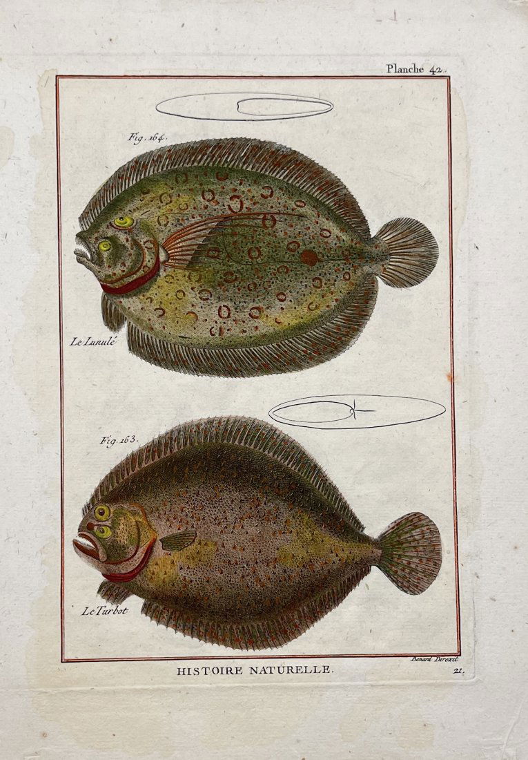 Robert Benard (1734-1777) - Fish Print - Le Lunule, Le Turbot (1 of 2)