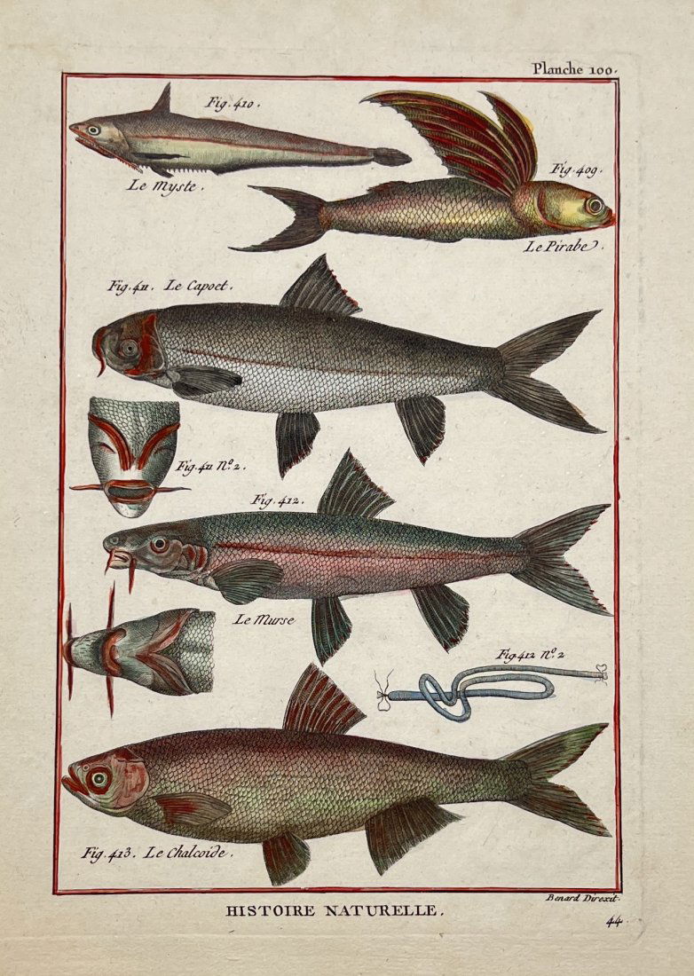 Robert Benard (1734-1777) - Fish Print -Two wing flying fish - Osbeck grenadier - Shemaya (1 of 2)