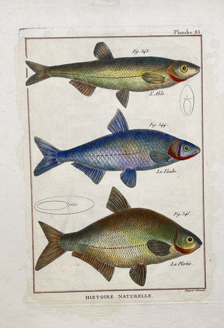 Robert Benard (1734-1777) - Fish Print (1 of 2)