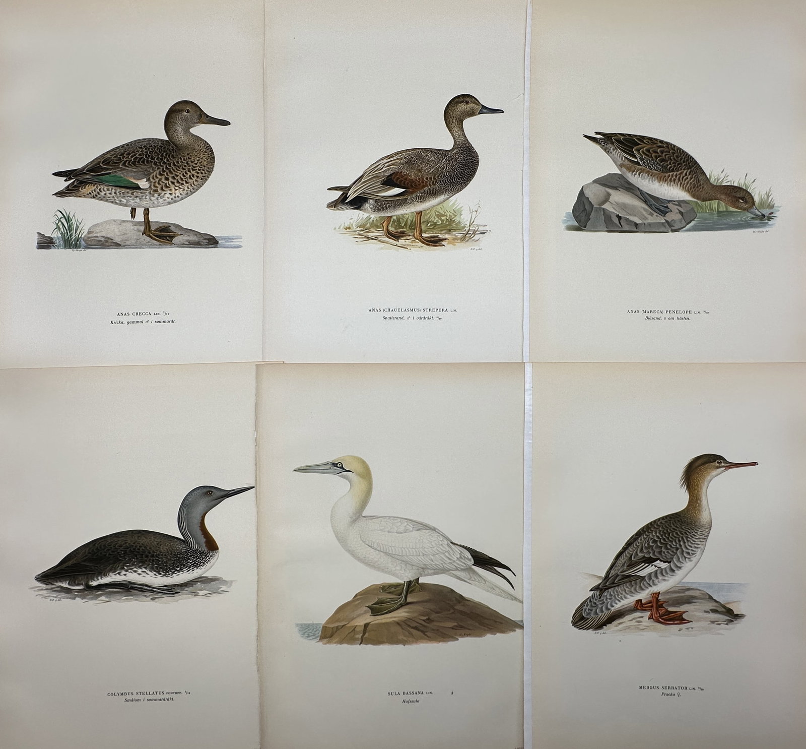 Von Wright brothers - Set of 6 Lithographs - Bird Prints - Red-throated Diver, Gadwall, Australasian (1 of 4)