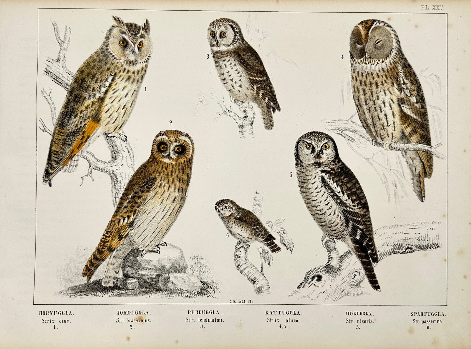 Peter Åkerlund - Owls - Hornuggia, Jorduggia, Perluggia, Kattuggia (1 of 4)