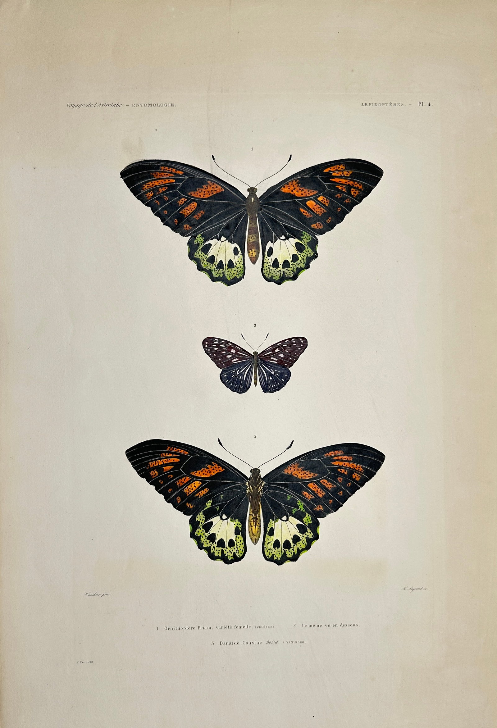 Louis Auguste de Sainson - print depicting species of butterflies - Ornithoptere Priam, Danaïde (1 of 4)