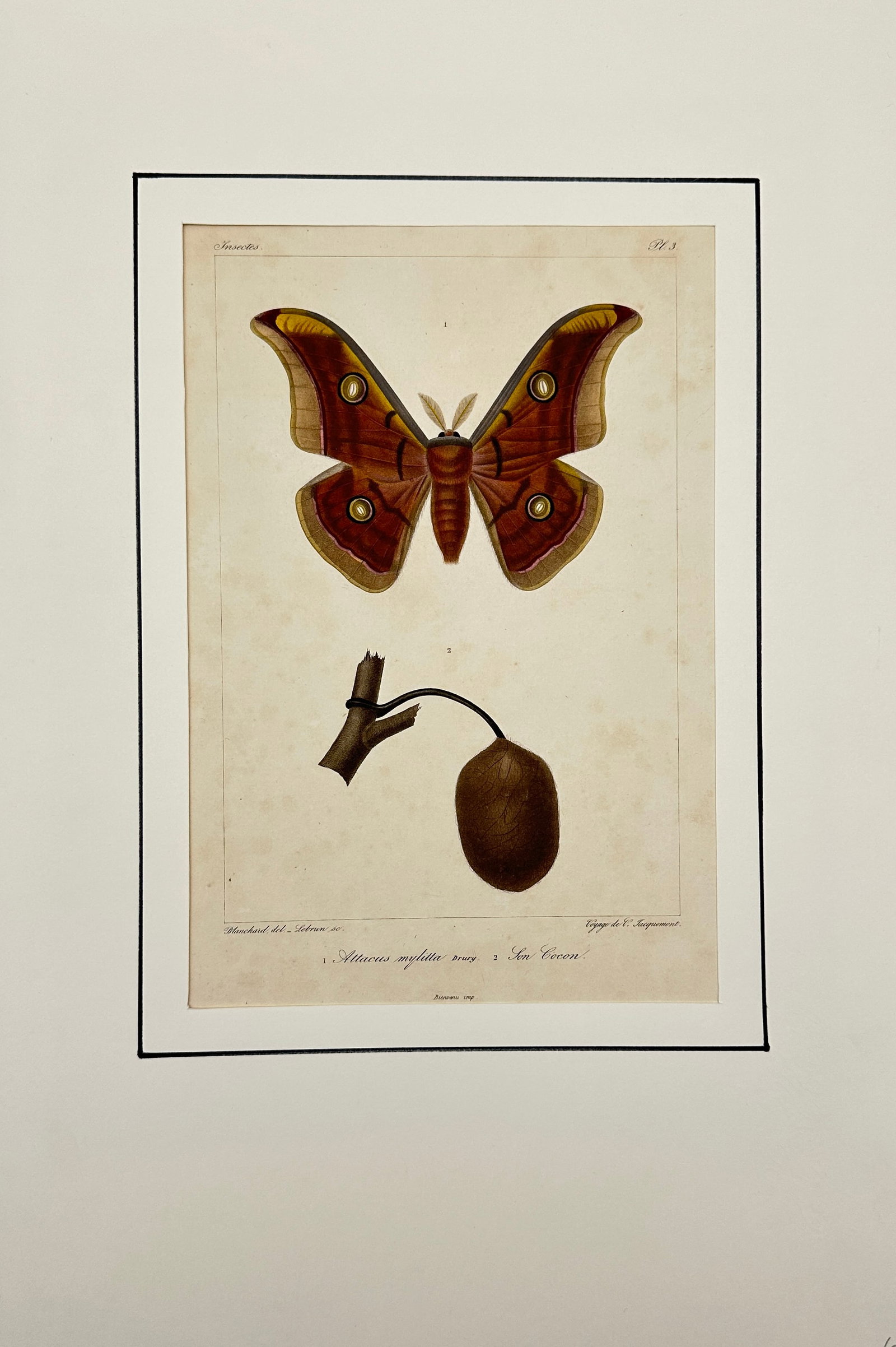Victor Jacquemont - print depicting a butterfly and its nest - Attacus mylitta and son cocon (1 of 3)