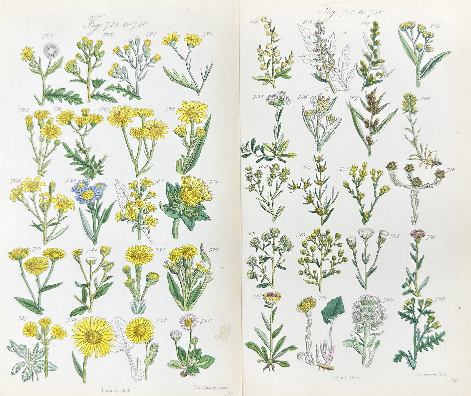 John Edward Sowerby - Set of 4 Colour Prints - Flowering Plants - Botany (1 of 3)