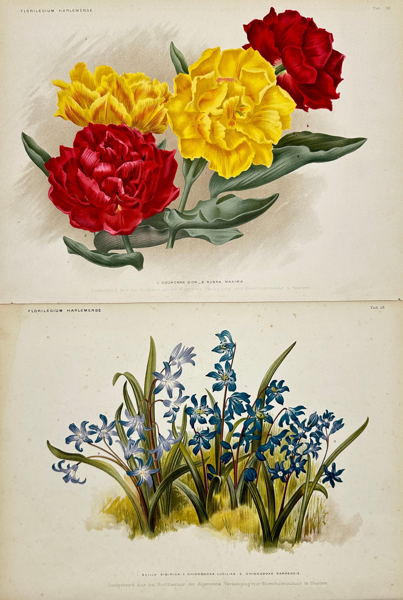 J. L. Goffart - Set of 2 Botanical Prints - Tulip & Hyacinth (1 of 3)