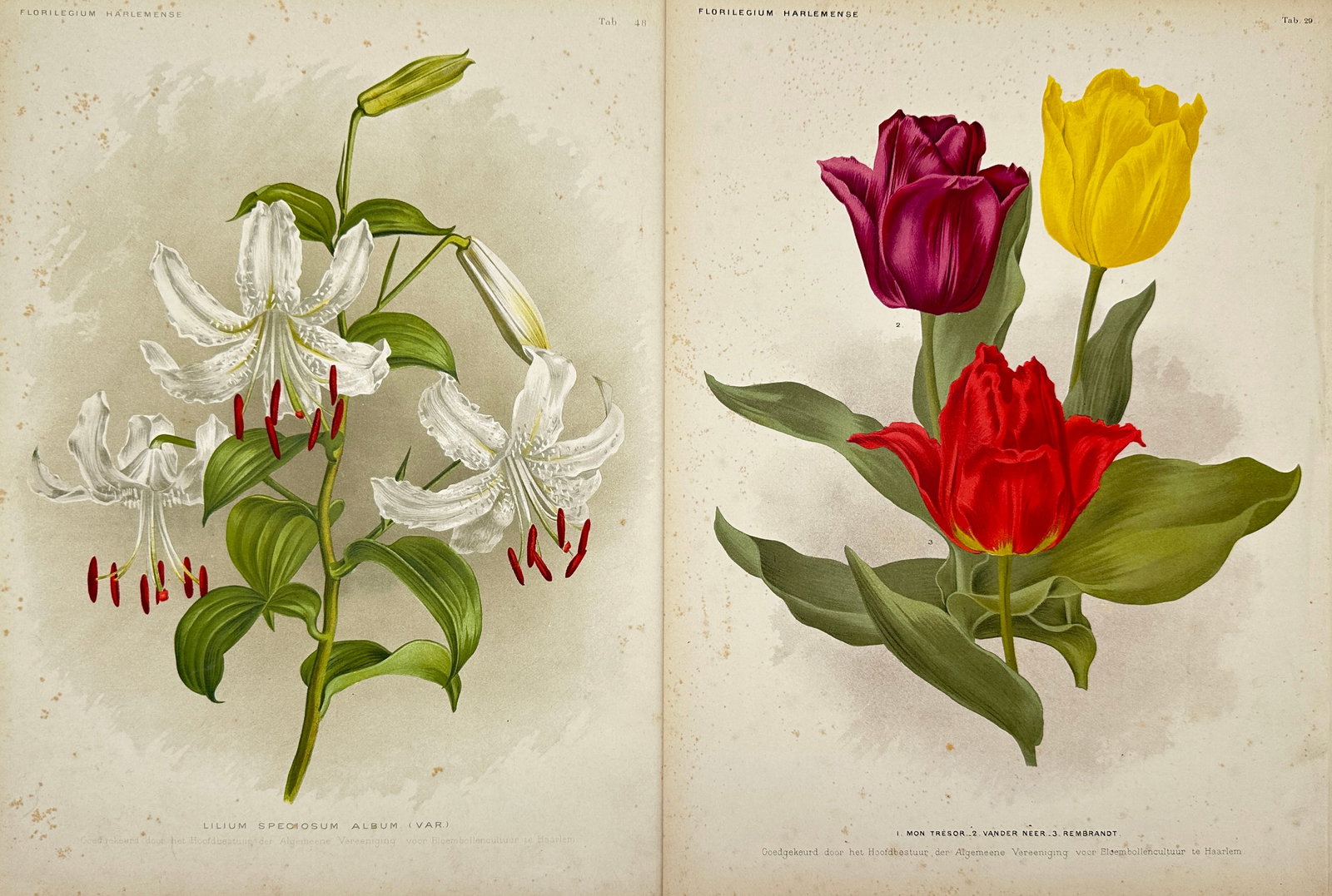 J. L. Goffart - Set of 2 Botanical Prints - Tulip & Lilium (1 of 3)