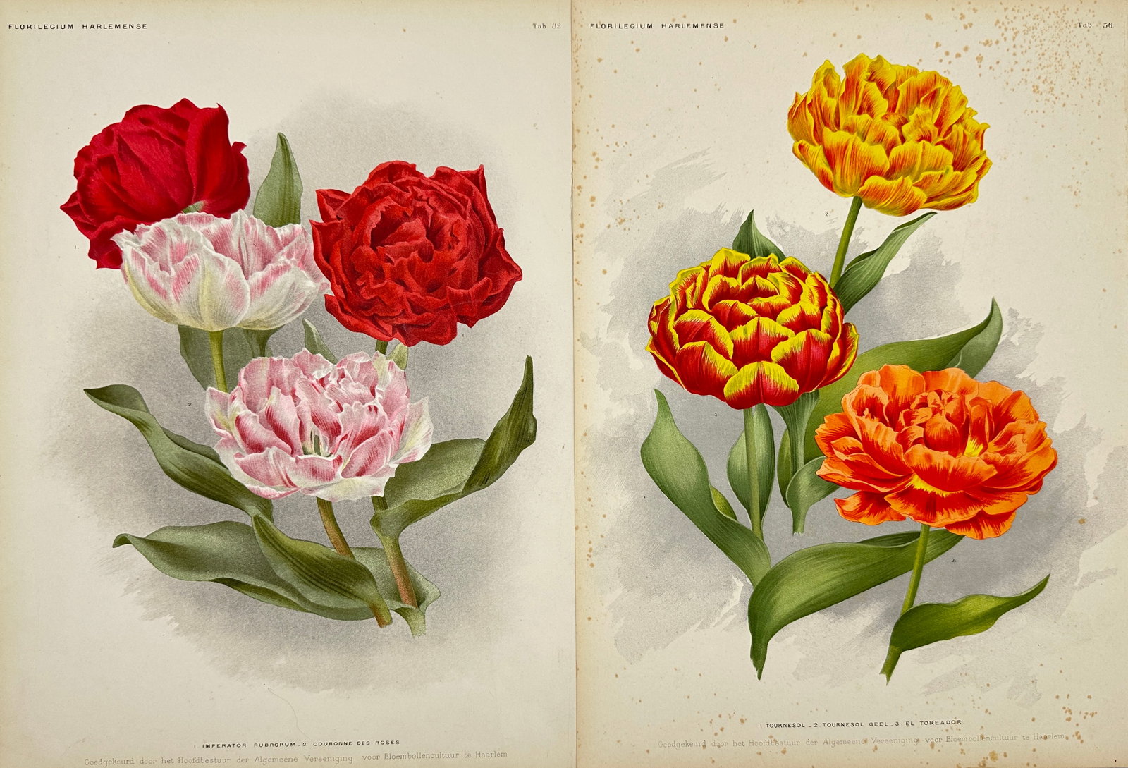 J. L. Goffart - Set of 2 Botanical Prints - Tulip & Rose (1 of 3)