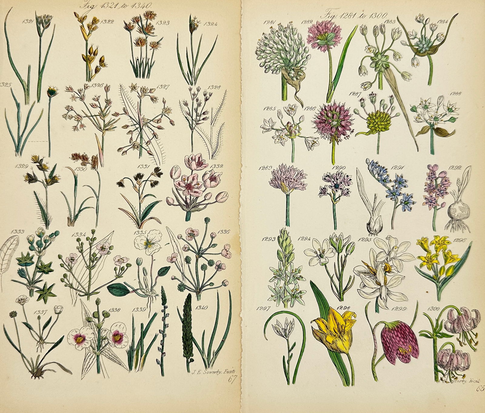 John E. Sowerby - Set of 2 Botanical Prints - British wild flowers - Wild Tulip - Fritillary (1 of 3)
