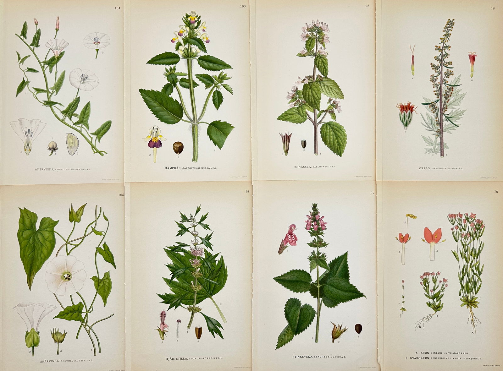 Carl Lindman - Set of 8 Botanical Prints - Creeping Bindweed - Lychnis flos-cuculi: This original lithographs is from Carl Axel Magnus Lindman's notable work "Nordens Flora," published in Stockholm in 1920. The publication features Lindman's meticulous botanical illustrations, captur