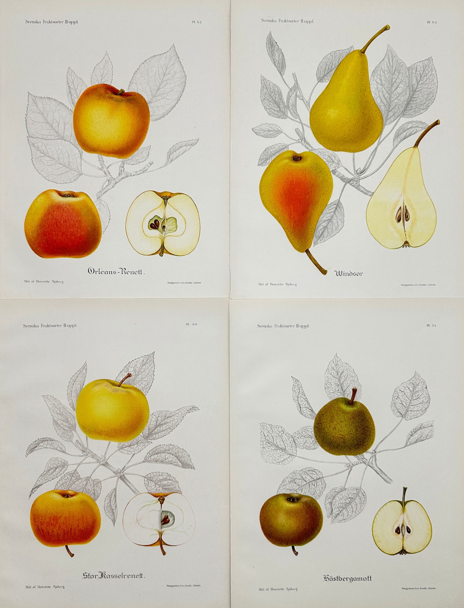 Henriette Sjöberg - Set of 4 Fruit Prints - Apple - Pear - Pomology (1 of 3)