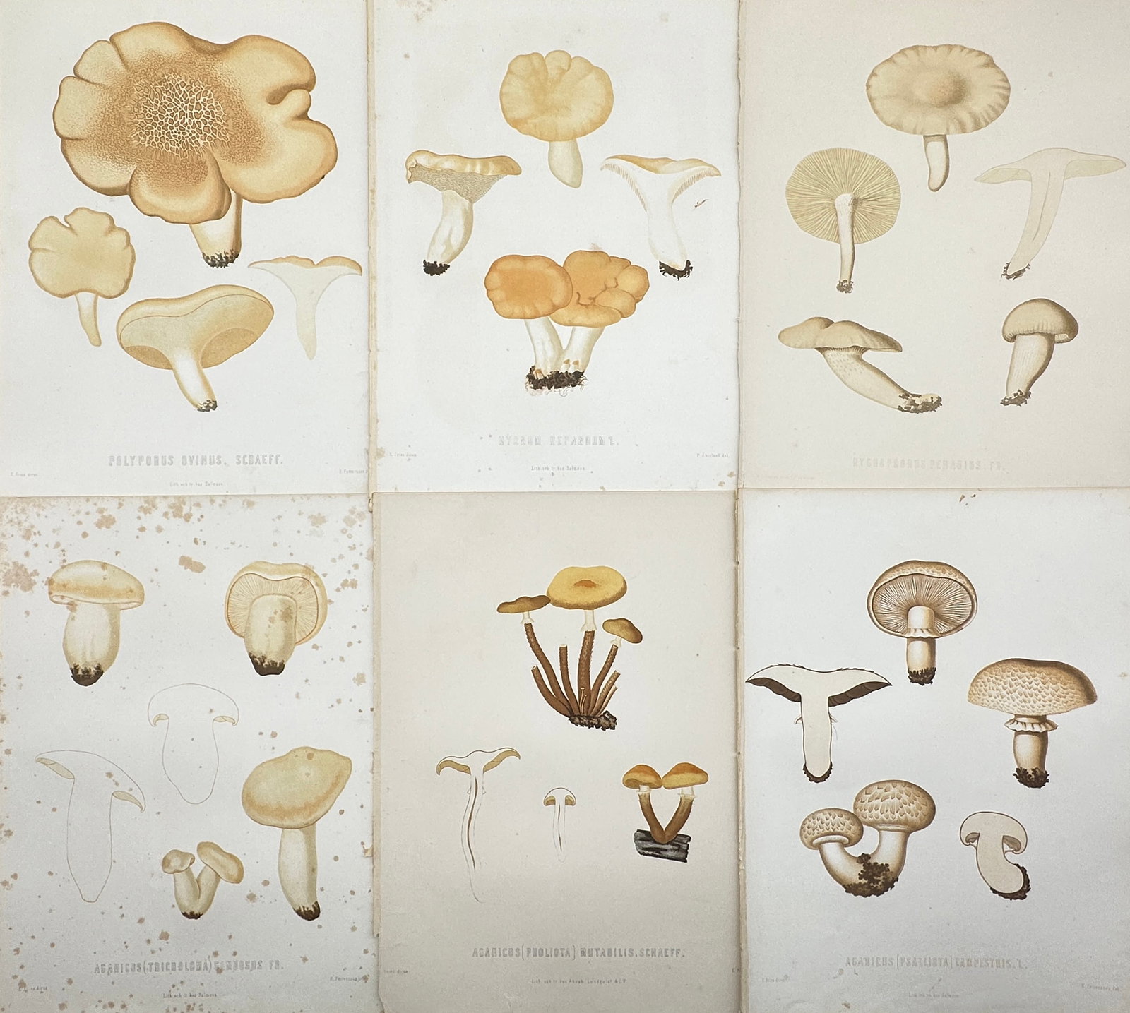 Elias Fries - Set of 6 Mushroom Prints - Field Mushroom - Sheep Polypore: These magnificent chromolithographs are from the Elias Fries ”Sveriges ätliga och giftiga svampar” (Sweden's Edible and Poisonous Mushrooms). The work was published by the Royal Swedish A