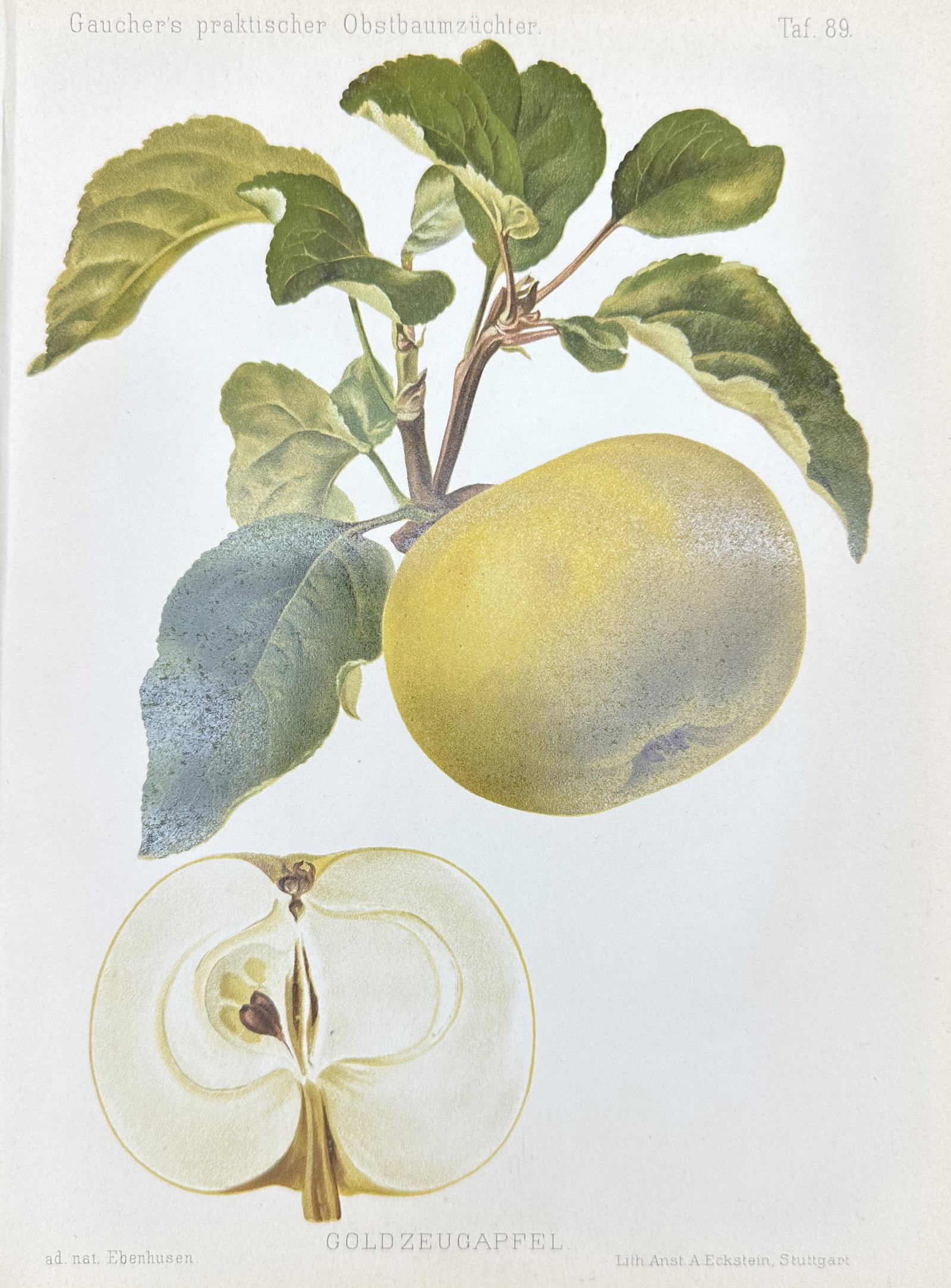Nicolas Gaucher - Fruit Prints - "Gauchers Pomologie" - Yellow Apple (1 of 2)