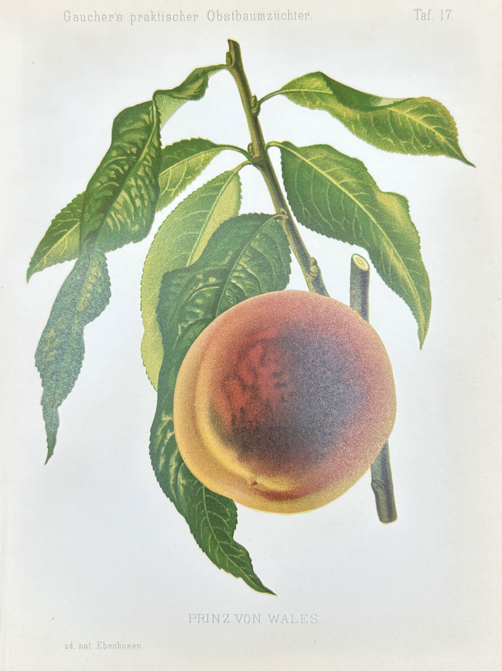 Nicolas Gaucher - Fruit Prints - "Gauchers Pomologie" - Peach (1 of 2)
