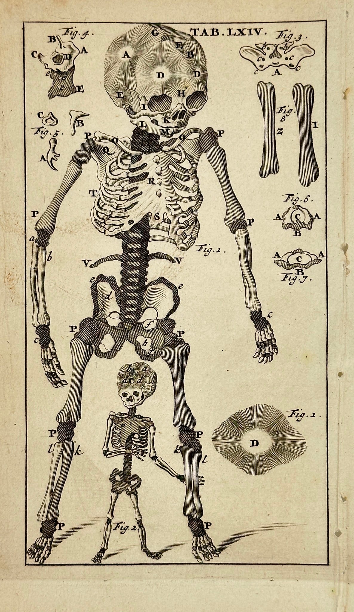 Stephanus Blankaart – Tab. LXIV (Infant and Fetal Skeletons) – Engraving (1 of 3)