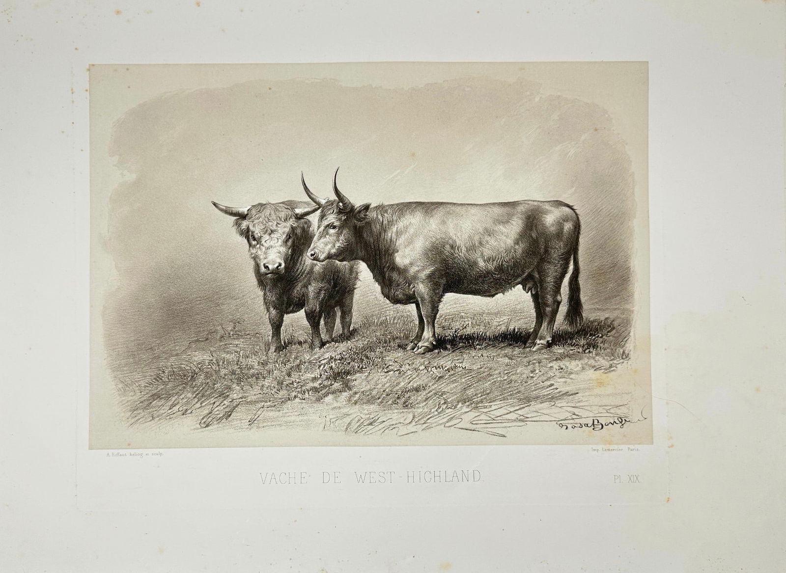 Émile Baudement – West Highland Cow (Vache de West-Highland) – Heliogravure (1 of 3)