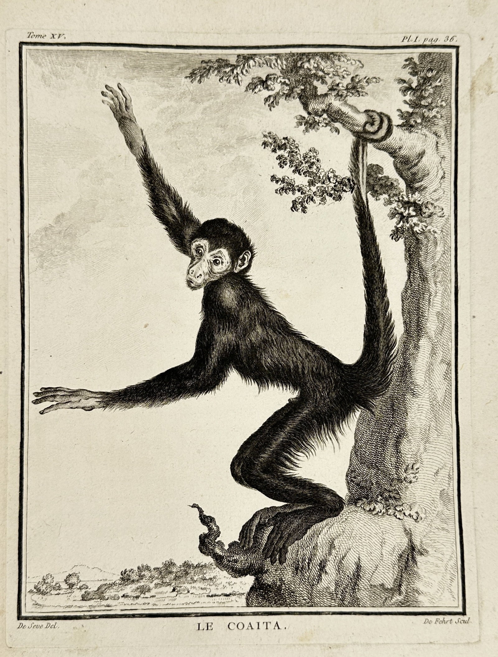 Jean-Jacques Le Veau after Jacques de Sève – Le Coaita (The Coaita): This detailed engraving, titled "LE COAITA" (The Coaita, referring to a type of spider monkey), was designed by Jacques de Sève and engraved by Jean-Jacques Le Veau. It originates from Volume 15 of G