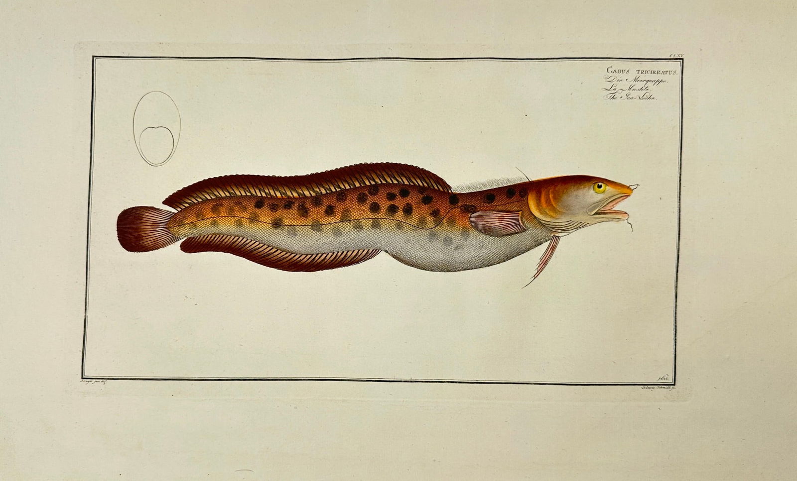 Marcus Elieser Bloch  Callionymus Lyra (The Spotted Dragonet) - Engraving (1 of 3)