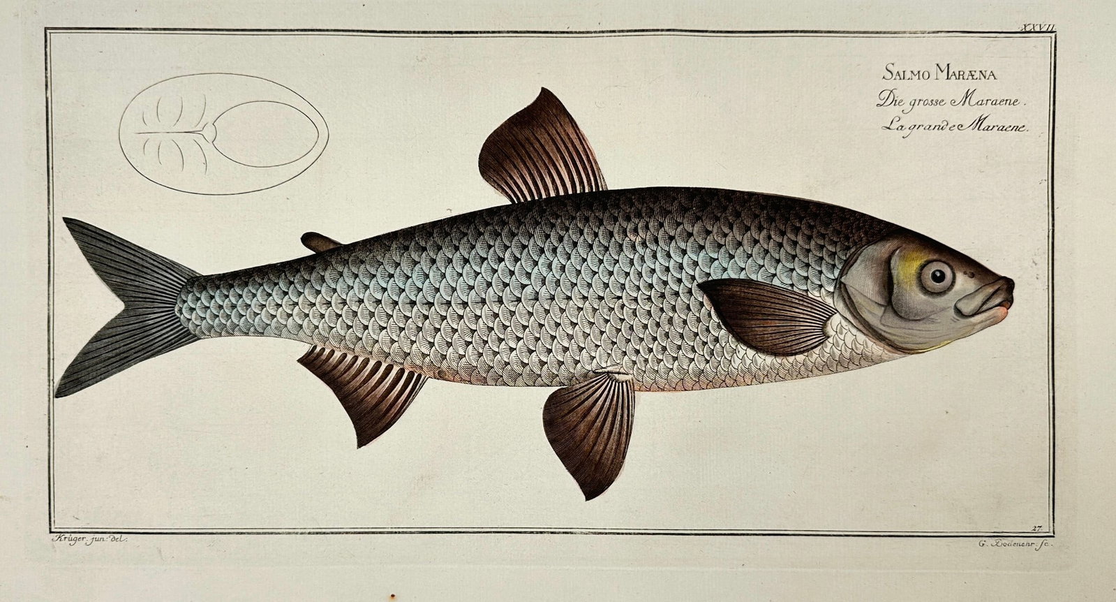 Marcus Elieser Bloch – Salmo Marena – Hand-Coloured Copperplate Engraving: This hand-coloured copperplate engraving shows Salmo marena, also known as the Marena or Large Whitefish, a freshwater species from the salmonid family. The plate features a detailed depiction of the 