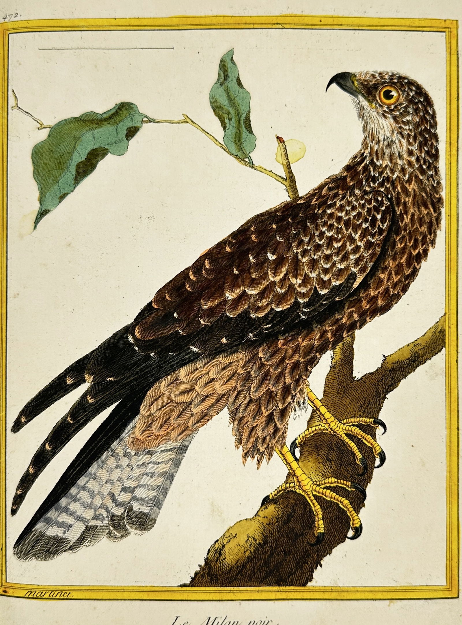 François-Nicolas Martinet – Le Milan noir – Hand-Colored Engraving – 18th Century (1 of 3)