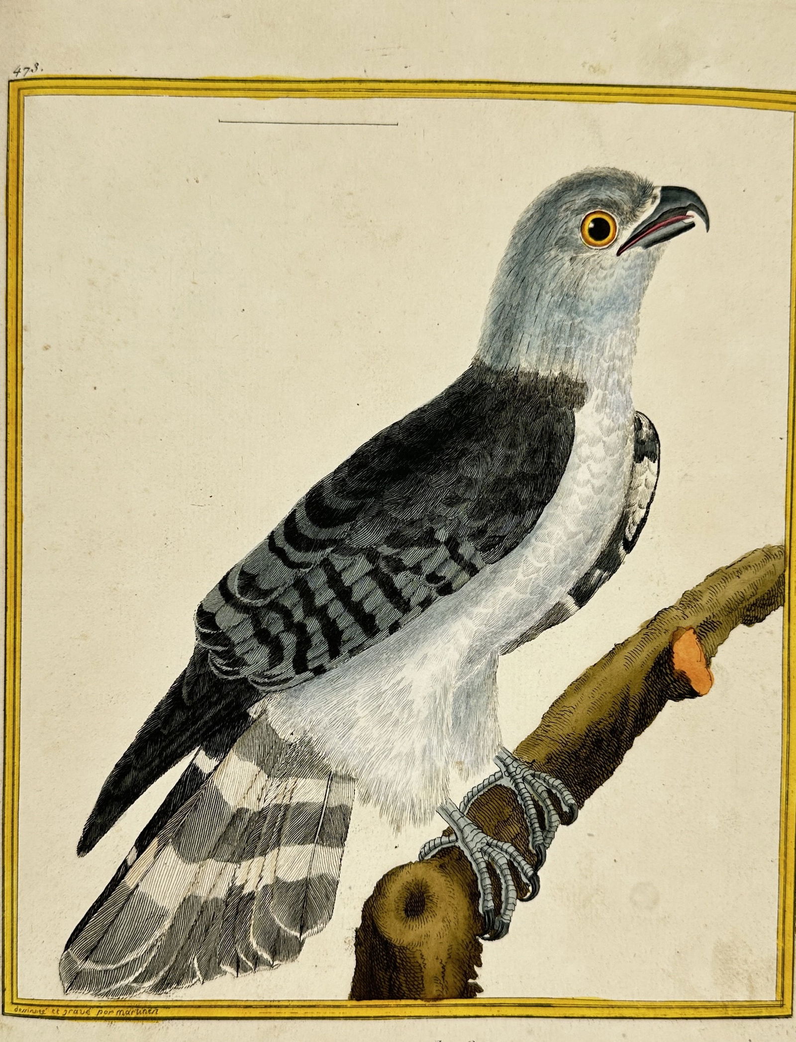 François-Nicolas Martinet – Petit Autour de Cayenne – Hand-Colored Engraving – 18th Century (1 of 3)