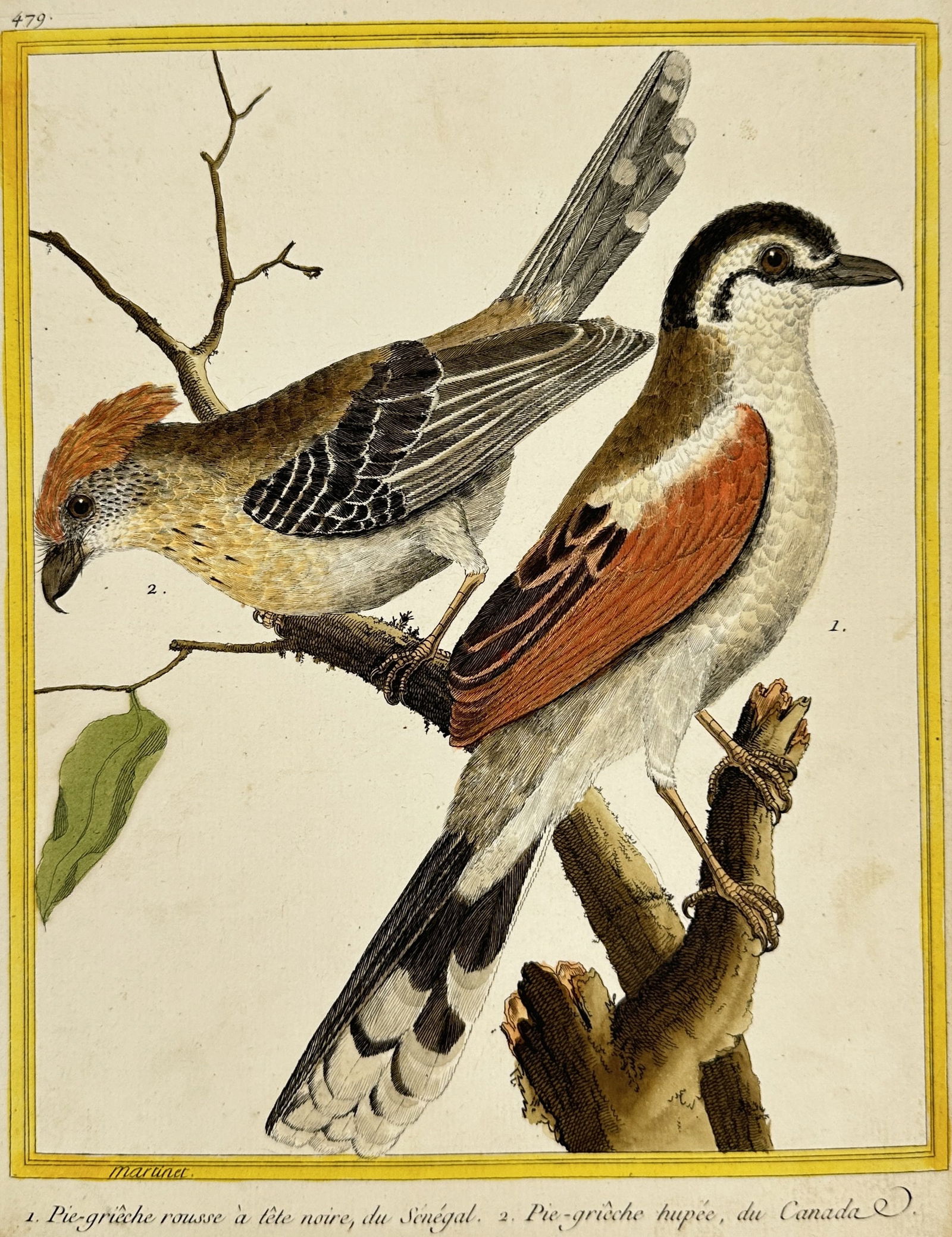 François-Nicolas Martinet – Two Shrikes: Senegal and Canada – Hand-Colored Engraving (1 of 3)