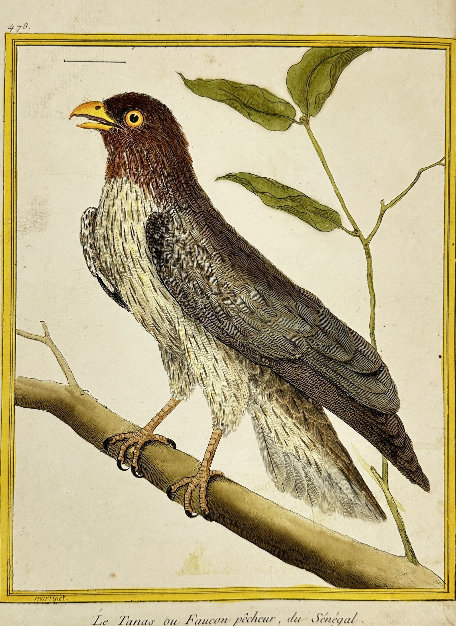 François-Nicolas Martinet – Le Tianas ou Faucon pêcheur du Sénégal – Hand-Colored Engraving: This vibrant hand-colored engraving presents Le Tianas ou Faucon pêcheur du Sénégal, an exotic bird of prey known for its fishing behavior along West African coasts. The composition highlights the 