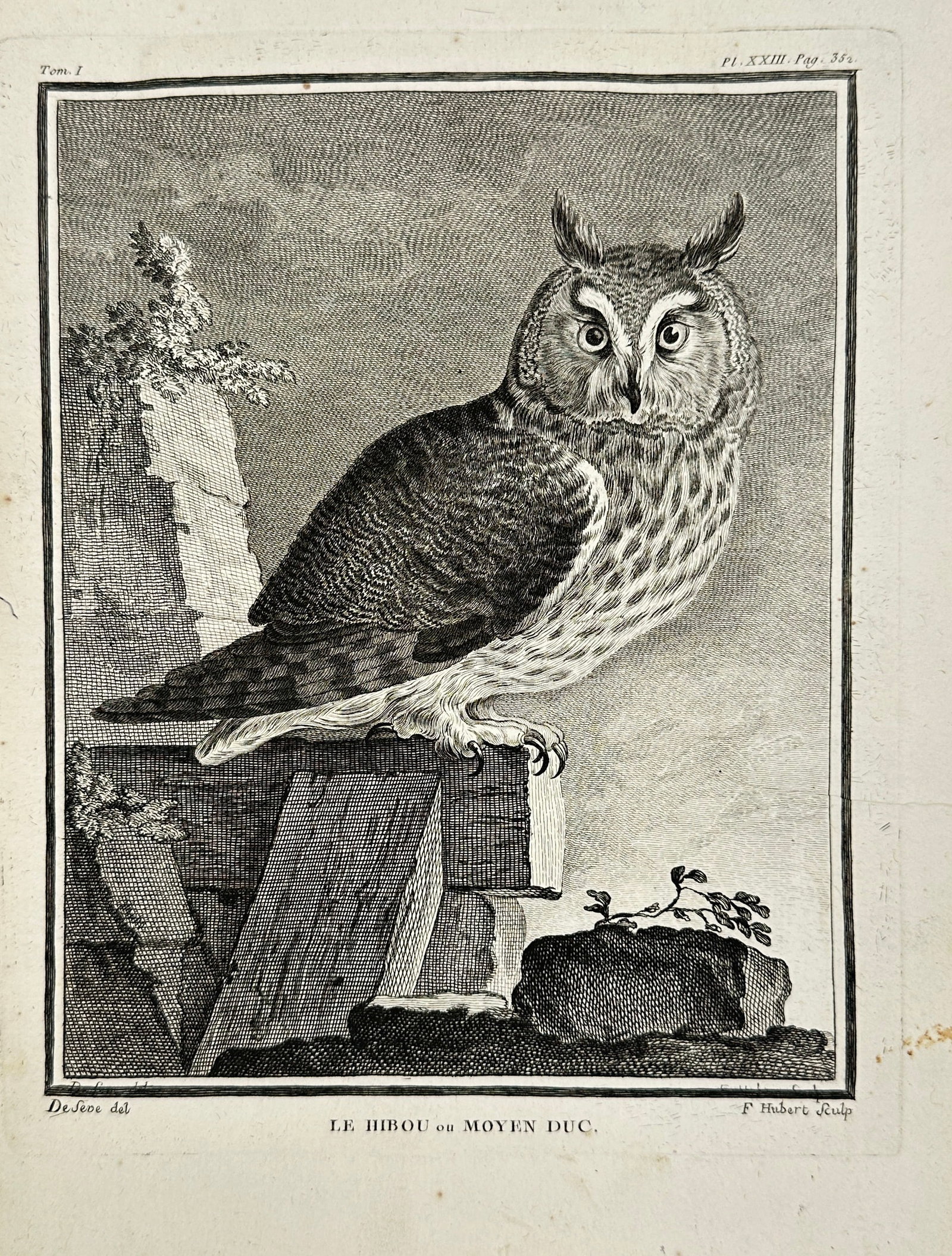 François-Nicolas Martinet after Jacques de Sève – Le Hibou ou Moyen Duc – Engraving (18th: This finely detailed 18th-century engraving depicts the Moyen Duc (Long-eared Owl), rendered with remarkable naturalism. The composition shows the owl perched on a rocky ledge with wings closed and al