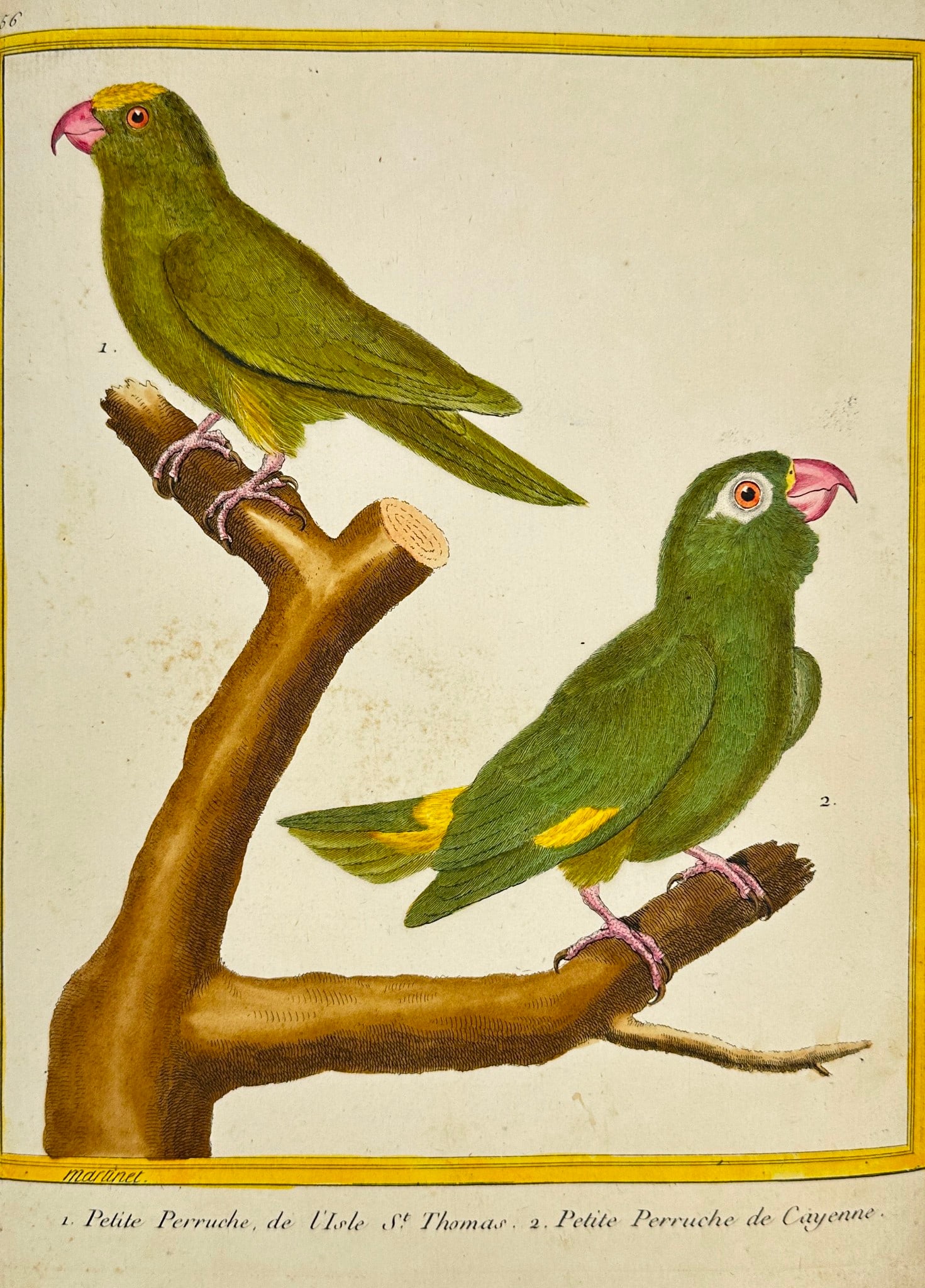 François Martinet – Little Parakeet from the Isle of St. Thomas & from Cayenne (1 of 3)