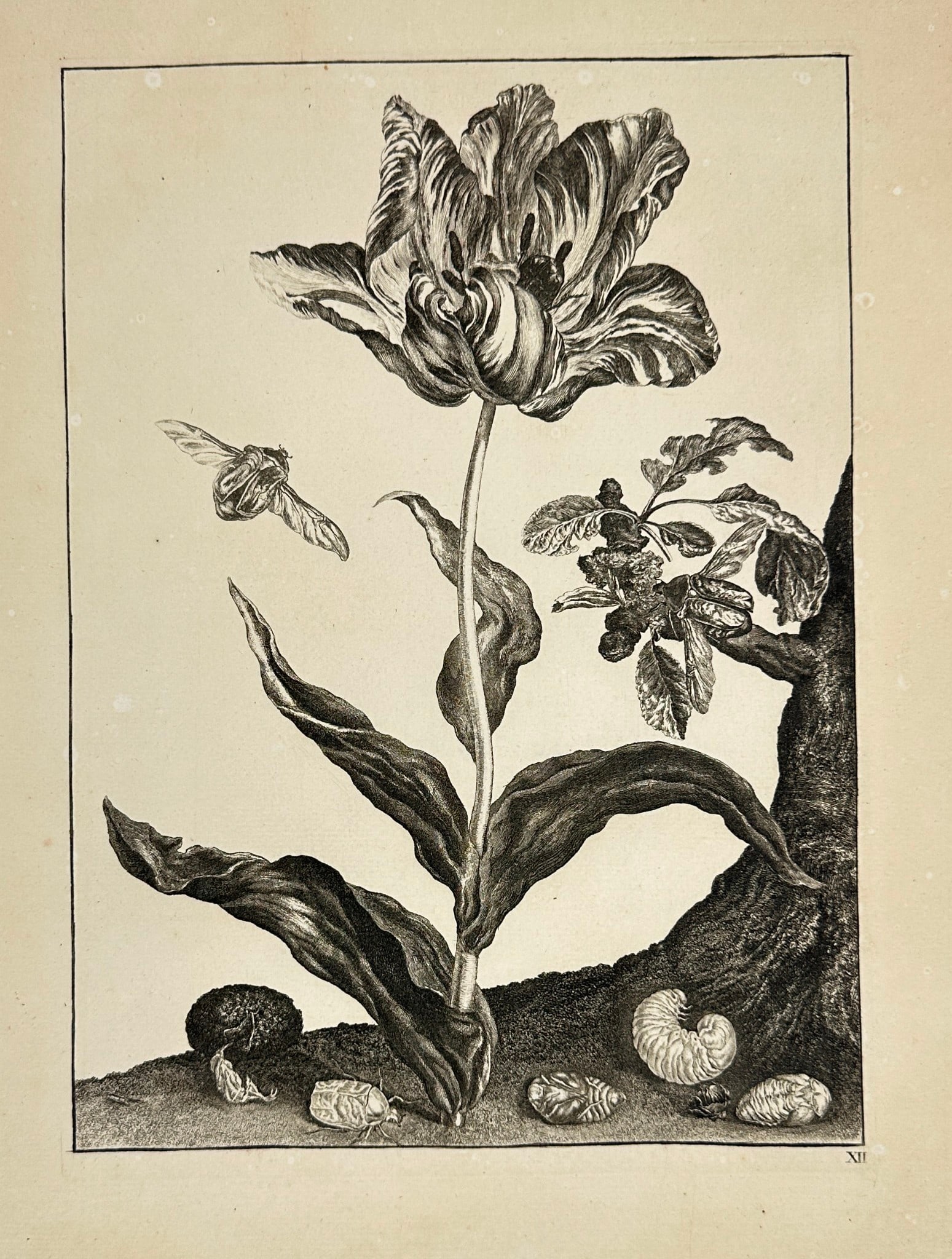 Jacob L’Admiral – Transformation of Insects with Tulip – Copperplate Engraving: This remarkable copperplate engraving comes from Jacob L’Admiral’s rare entomological work Naauwkeurige waarneemingen, van veele gestaltverwisselende gekorvene diertjes (Accurate Observations of M