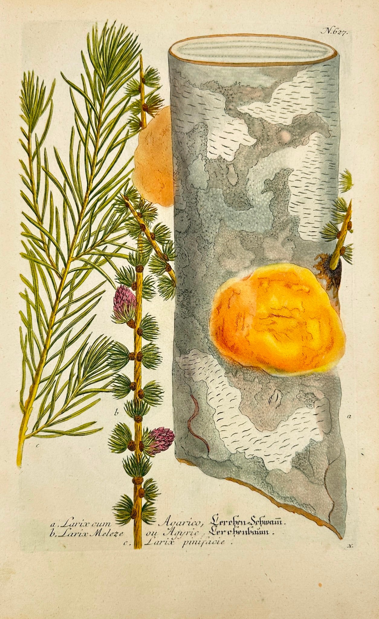 Johann Wilhelm Weinmann – Larch and Fungus on Bark – Dutch Edition (1 of 3)