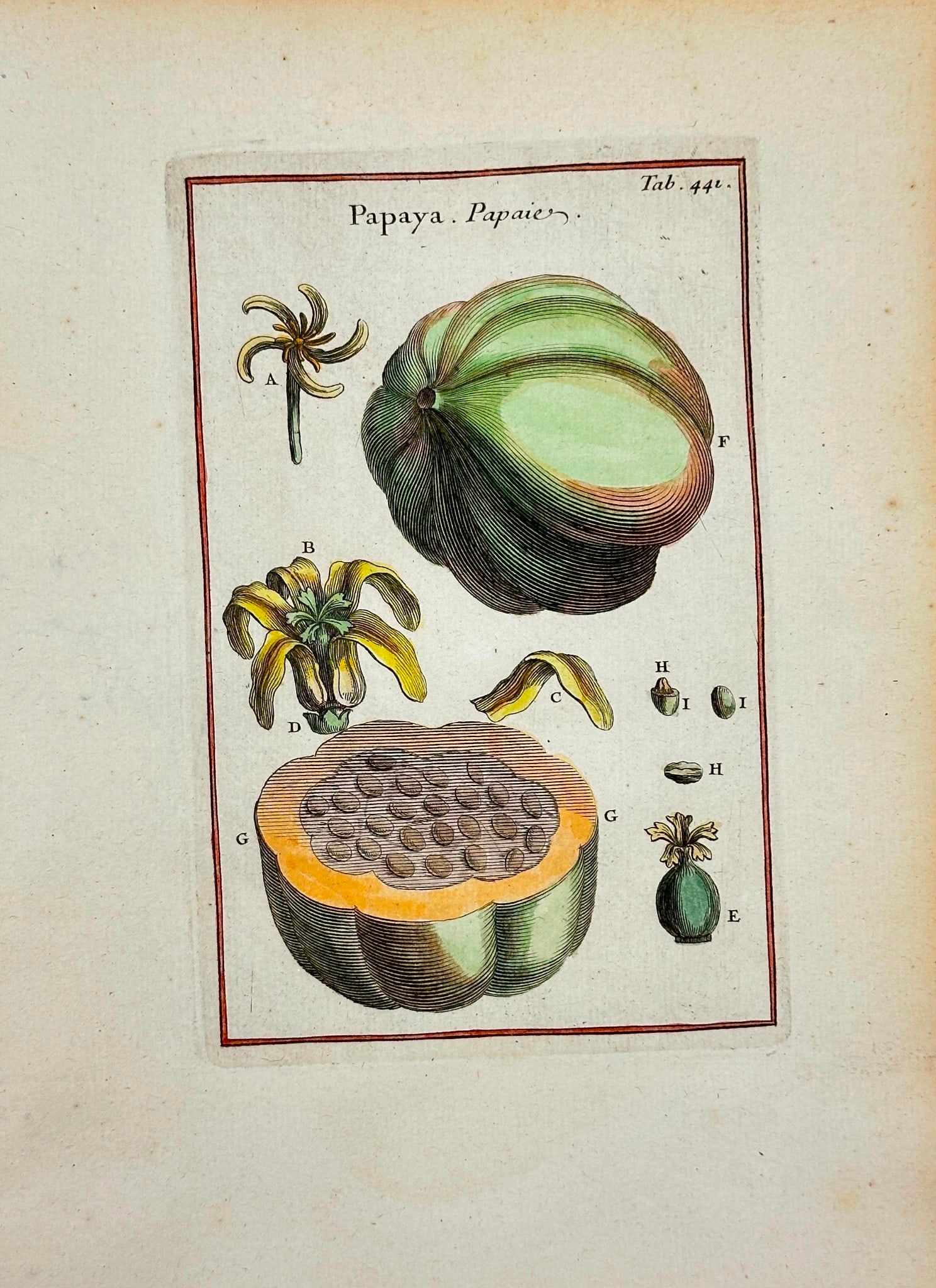 Joseph Pitton de Tournefort - Papaya – Hand-Colored Botanical Engraving (1 of 3)