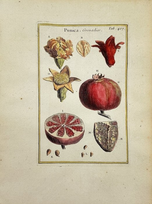 Joseph Pitton de Tournefort - Antique Hand-coloured Engraving: This hand-coloured engraving by Joseph Pitton de Tournefort after Claude Aubriet, originates from ”Institutiones rei herbariae. Editio tertia... 3rd ed. (in fact second latin ed.)”. The wo