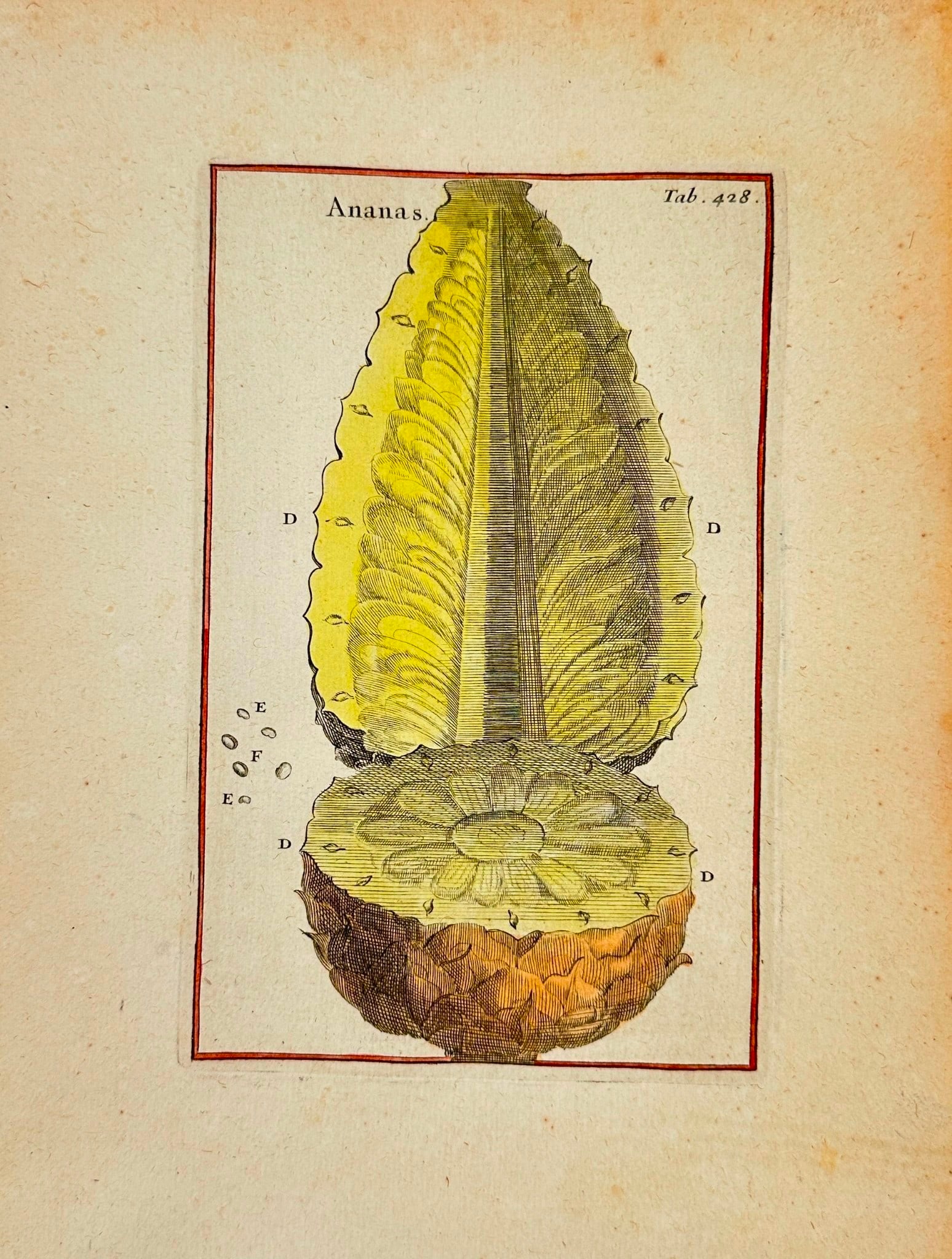 Joseph Pitton de Tournefort – Ananas comosus - Engraving: This original copperplate engraving of Ananas comosus (pineapple), drawn after studies by Joseph Pitton de Tournefort and published in 1797, presents a detailed and refined botanical representation of