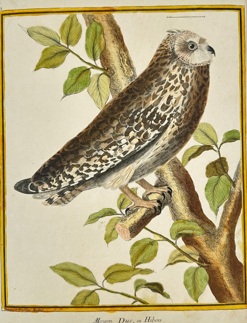 François Martinet – Medium Owl or Eagle Owl – Original Hand-Colored Engraving (1780) (1 of 3)