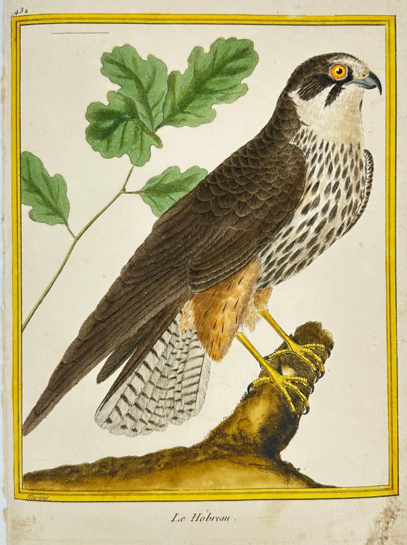 François Martinet (1731–1800) – The Eurasian Hobby – Original Hand-Colored Engraving (1 of 3)