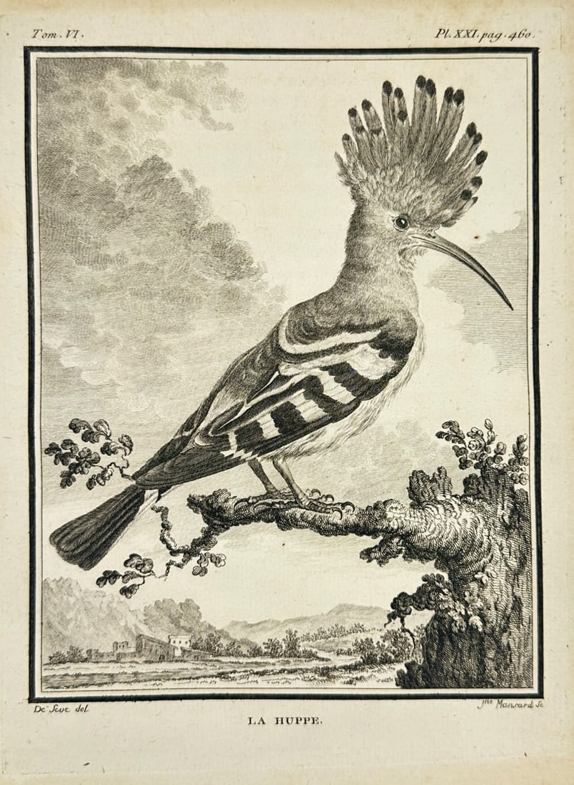 Jacques de Sève – La Huppe – Original Copperplate Engraving (18th Century) (1 of 3)