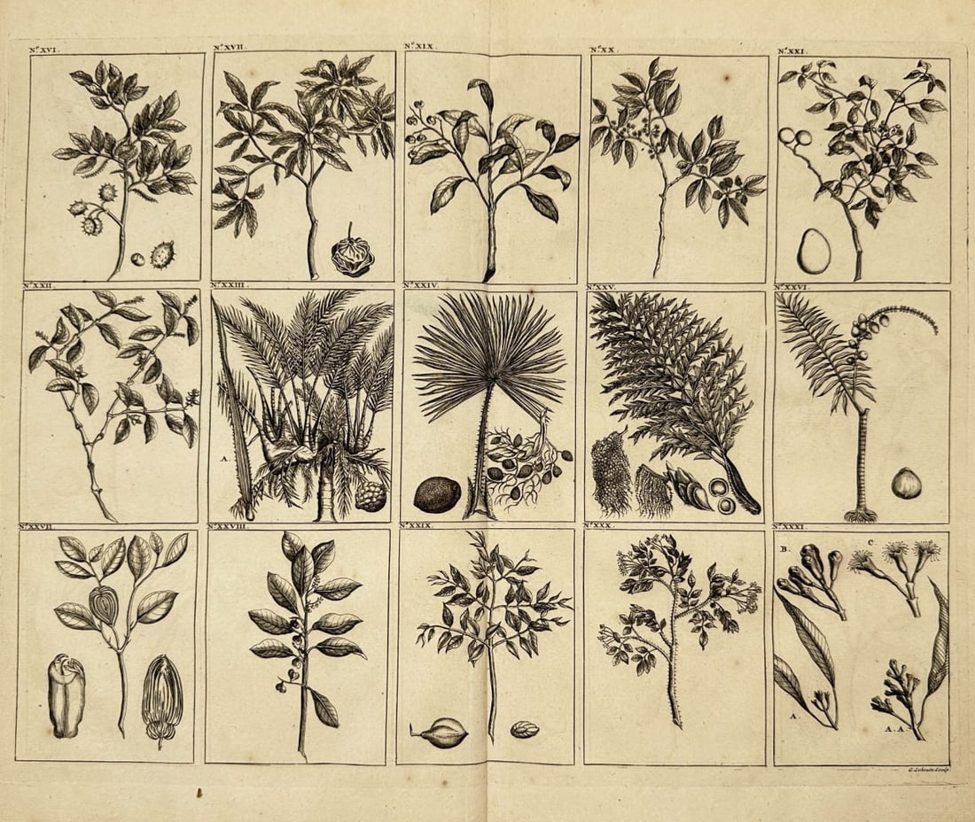 François Valentijn – Botanical Sheet of Trees and Plants from Ambon - Engraving (1724): This antique botanical plate presents twenty individual studies of tropical trees and plants native to Ambon and the surrounding Moluccan islands in eastern Indonesia. Each specimen is carefully frame