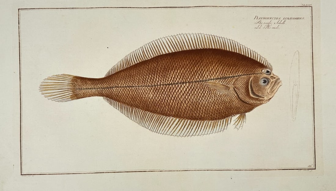 Marcus Elieser Bloch – Red Sole (Pleuronectes Limanda) – Hand-Coloured Copper Engraving (1 of 4)