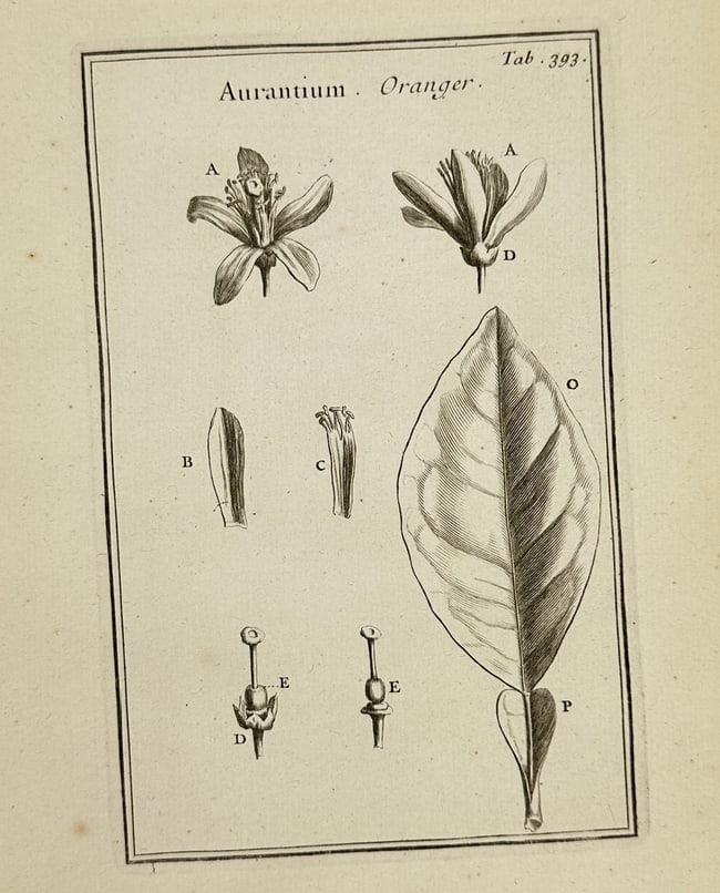 Joseph Pitton de Tournefort – Aurantium (Oranger) – Copperplate Engraving (1700): Scientific botanical engraving of the orange tree (Aurantium), showing the flower, leaf, and reproductive organs in labeled detail. This plate, numbered Tab. 393, originates from Institutiones rei her